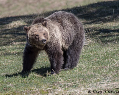 Bear, Grizzly AL7A6663.jpg