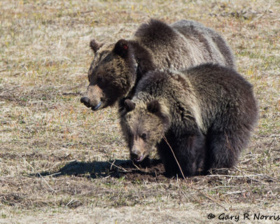 Bear, Grizzly AL7A6733.jpg