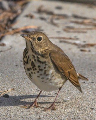 Thrush, Hermit AL7A0938-Edit.jpg