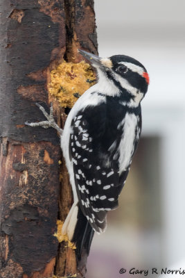 Woodpecker, Hairy AL7A1100.jpg