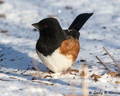 Towhee, Eastern AL7A1116.jpg