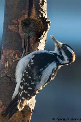 Woodpecker, Hairy AL7A1131.jpg