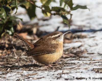 Wren, Carolina AL7A1187.jpg