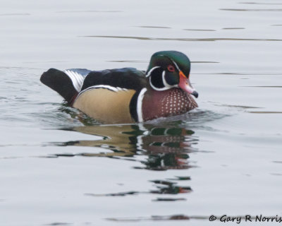 Duck, Wood AL7A1243.jpg