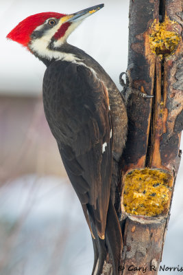 Woodpecker, Pileated AL7A1261.jpg