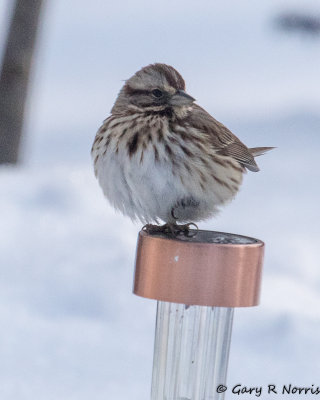 Sparrow, Song AL7A1363.jpg