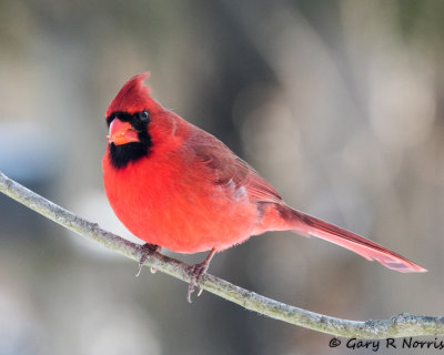 Cardinal, Northern AL7A1371.jpg