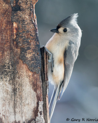 Titmouse, Tufted AL7A1381.jpg