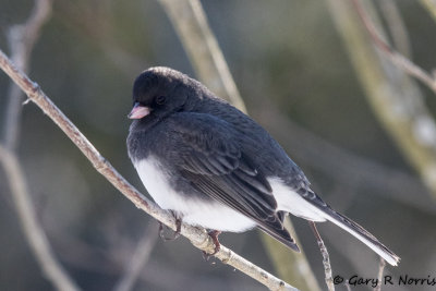 Junco, Dark-eyed AL7A1390.jpg