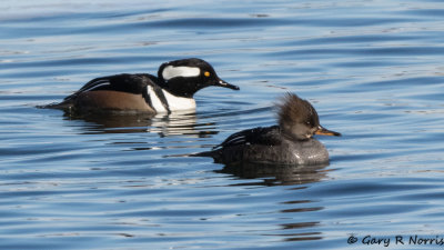 Merganser, Hooded AL7A1505.jpg