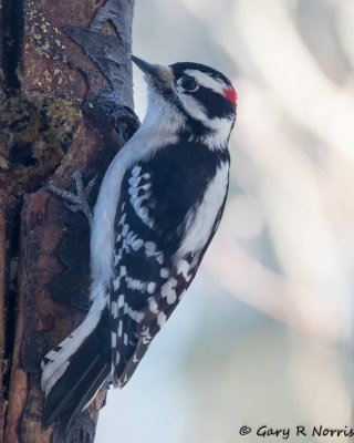Woodpecker, Downy AL7A1517.jpg