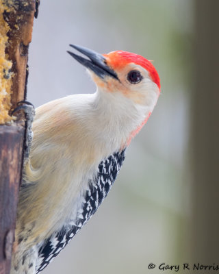 Woodpecker, Red-bellied AL7A1550.jpg