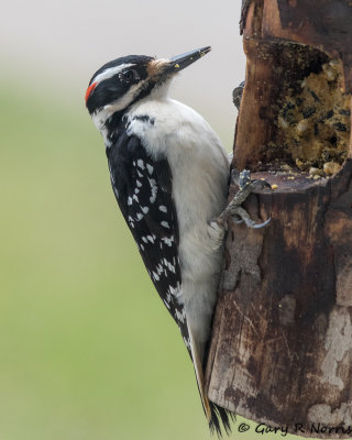 Woodpecker, Harry AL7A1560.jpg