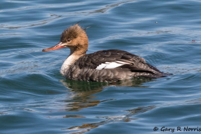 Merganser, Common AL7A1583.jpg