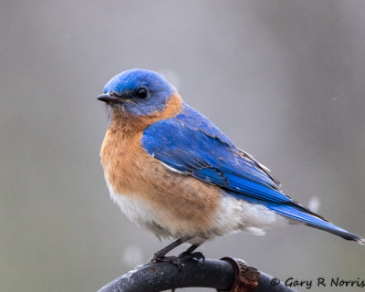 Bluebird, Eastern AL7A1609.jpg