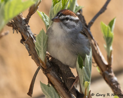 Sparrow, Chipping AL7A1660.jpg