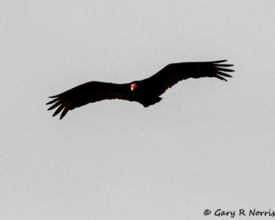 Vulture, Turkey AL7A1693.jpg