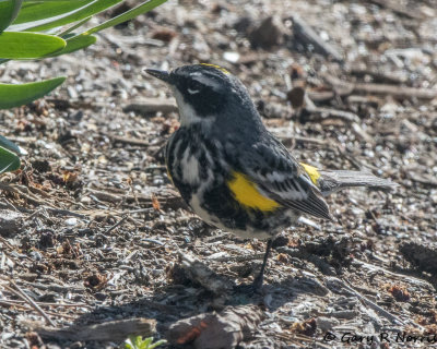 Warbler, Yellow-Rumped  AL7A1733.jpg