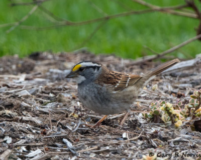 Sparrow, White-throated AL7A1762.jpg