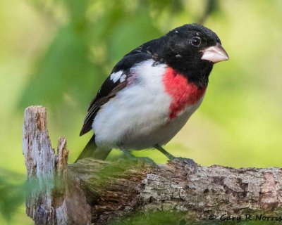 Grosbeak, Rose-breasted AL7A2104.jpg