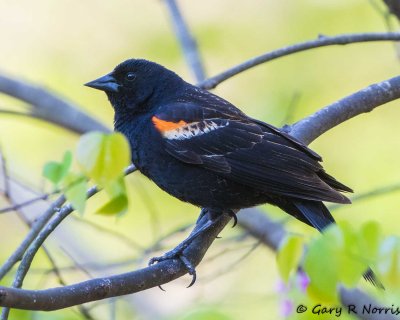 Blackbird, Red-winged AL7A2127.jpg