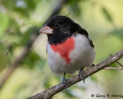 Grosbeak, Rose-breasted AL7A2131-Edit.jpg