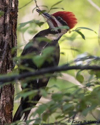 Woodpecker, Pileated AL7A2181.jpg