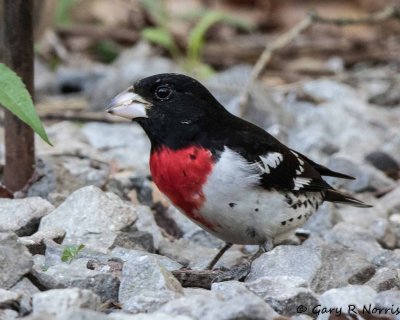 Grosbeak, Rose-breasted AL7A2111.jpg