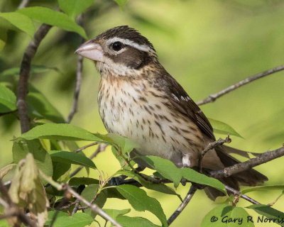 Grosbeak, Rose-breasted Grosbeak AL7A2207.jpg