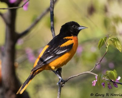 Oriole, Baltimore AL7A2212.jpg