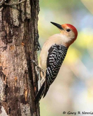 Woodpecker, Red-bellied AL7A2139.jpg