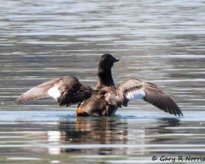 Scoter, White-winged AL7A2257.jpg