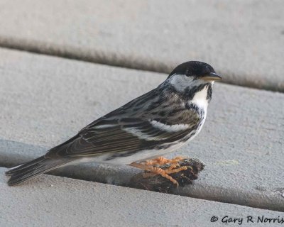 Warbler, Blackpoll AL7A2305.jpg