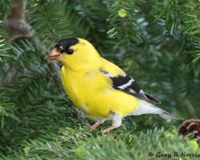 Goldfinch, American AL7A2269.jpg