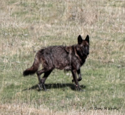 Wolf AL7A9927Edit1.jpg