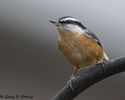 Nuthatch, Red-breasted AL7A2972-Edit.jpg