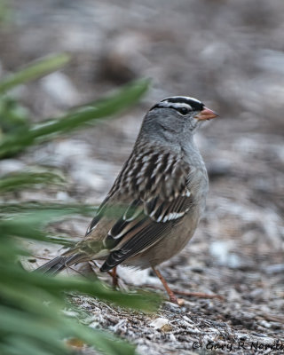 Sparrow, White-crowned AL7A3010-Edit.jpg