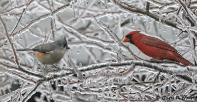 Titmouse-Cardinal AL7A3057-Edit.jpg
