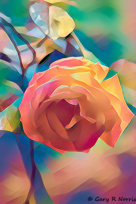 Rose AL7A2807.jpg