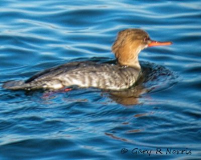 Merganser, Red-brested IMG_5417.jpeg