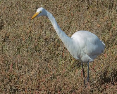 Egret, Great IMG_5501.jpeg