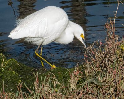 Egret, Snowy IMG_5503.jpeg
