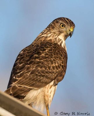 Hawk, Cooper's AL7A3149.jpg