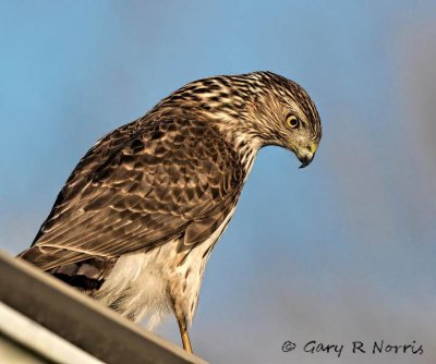 Hawk, Cooper's AL7A3155.jpg
