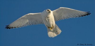 Falcon, Gyr 168_6875.jpg