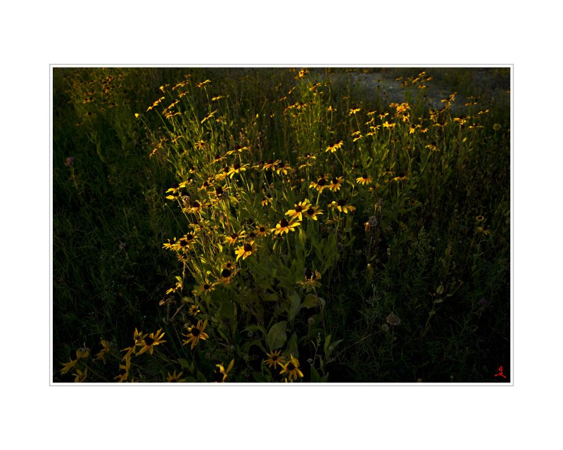 Art Poster_Schoenstatt_Wild Flowers_16x20_GR Y copy.jpg