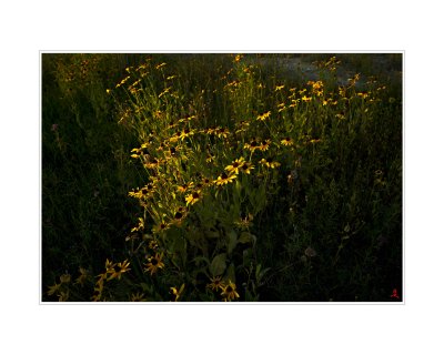 Art Poster_Schoenstatt_Wild Flowers_16x20_GR Y copy.jpg