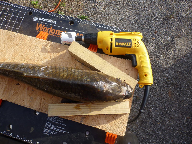 Carp in the frame plus drill with hole saw