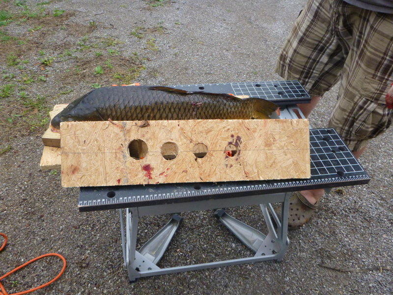 Using a hole guide with different size saw holes for different sized carp much SAFER and easier.