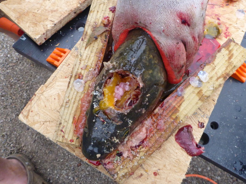Brain exposed in the fish.